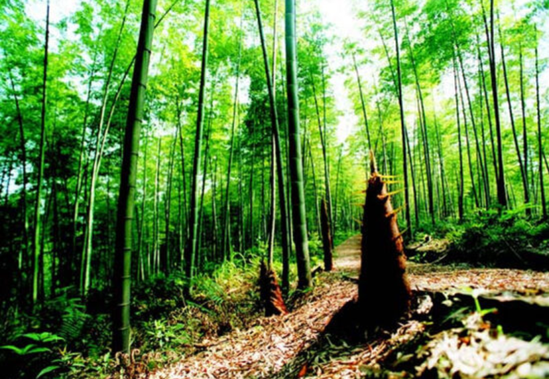 高山兰竹笋，鲜货毛壳，货员充足。