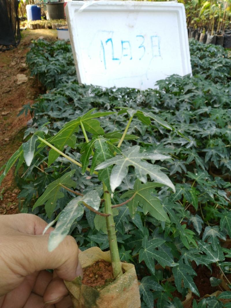 自育自销大青红肉木瓜苗