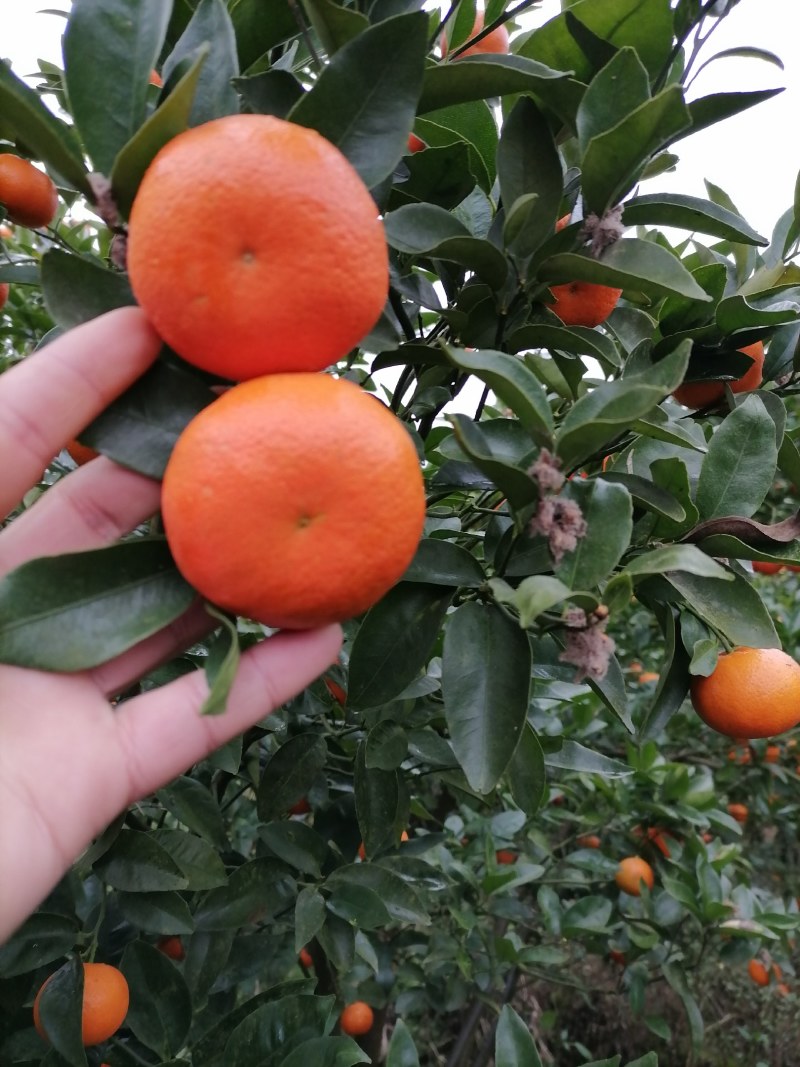 万吨，W默科特，欢迎有实力的各大果商对接，洽谈，合作！