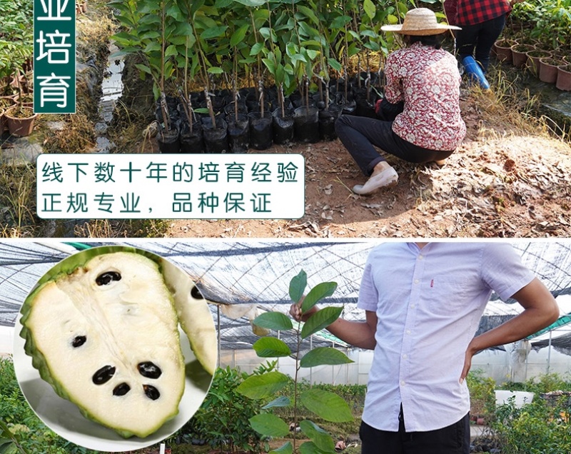 【放心苗】自家台湾凤梨释迦嫁接苗AP释迦量大价优