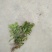 云南省红河州野生千层塔干品
