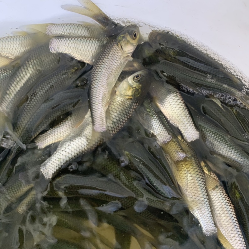 草鱼苗质量好规格齐整淡水网箱养殖价格便宜