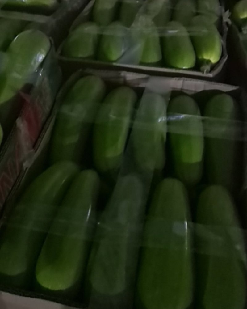 江苏省连云港市绿皮西葫芦