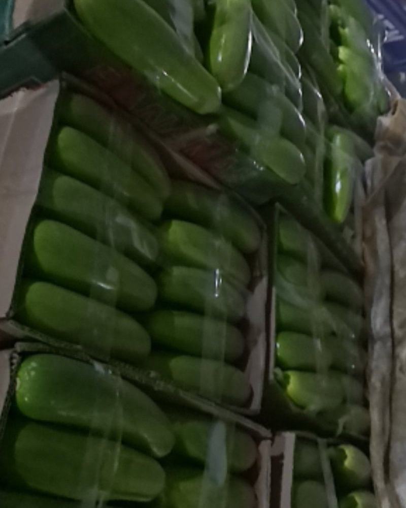江苏省连云港市绿皮西葫芦