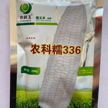 农科玉糯玉米种子336/368国审批准中早熟甜加糯种子