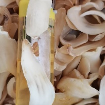 湖南龙牙百合，纯无硫，各规格齐全，大货供应，批零兼营