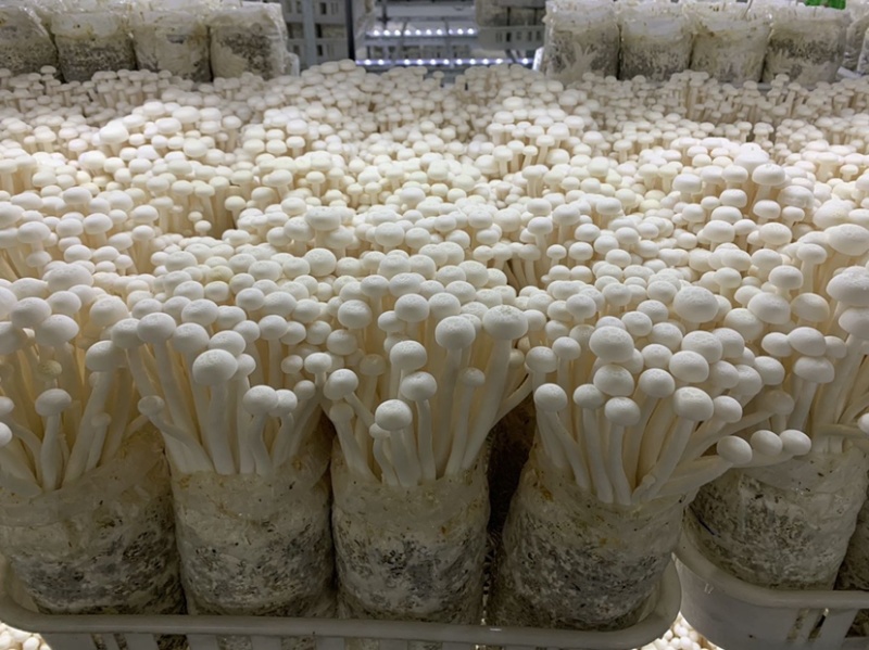 河北涞水县华益菇业有限公司海鲜菇