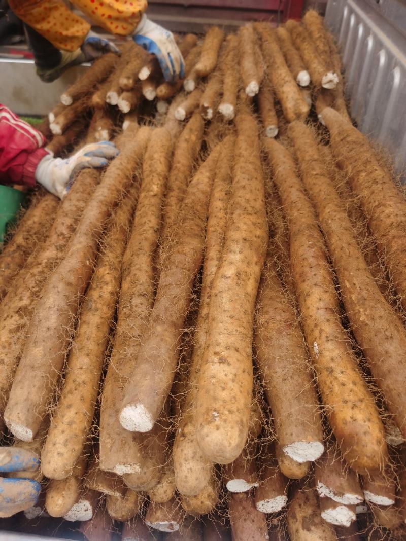 淮山药，黑鬼山药，长条，麻山药，打捆山药，假铁棍山药，