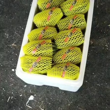 博洋九甜瓜，羊角蜜甜瓜甜瓜，大量现货，口感爽甜
