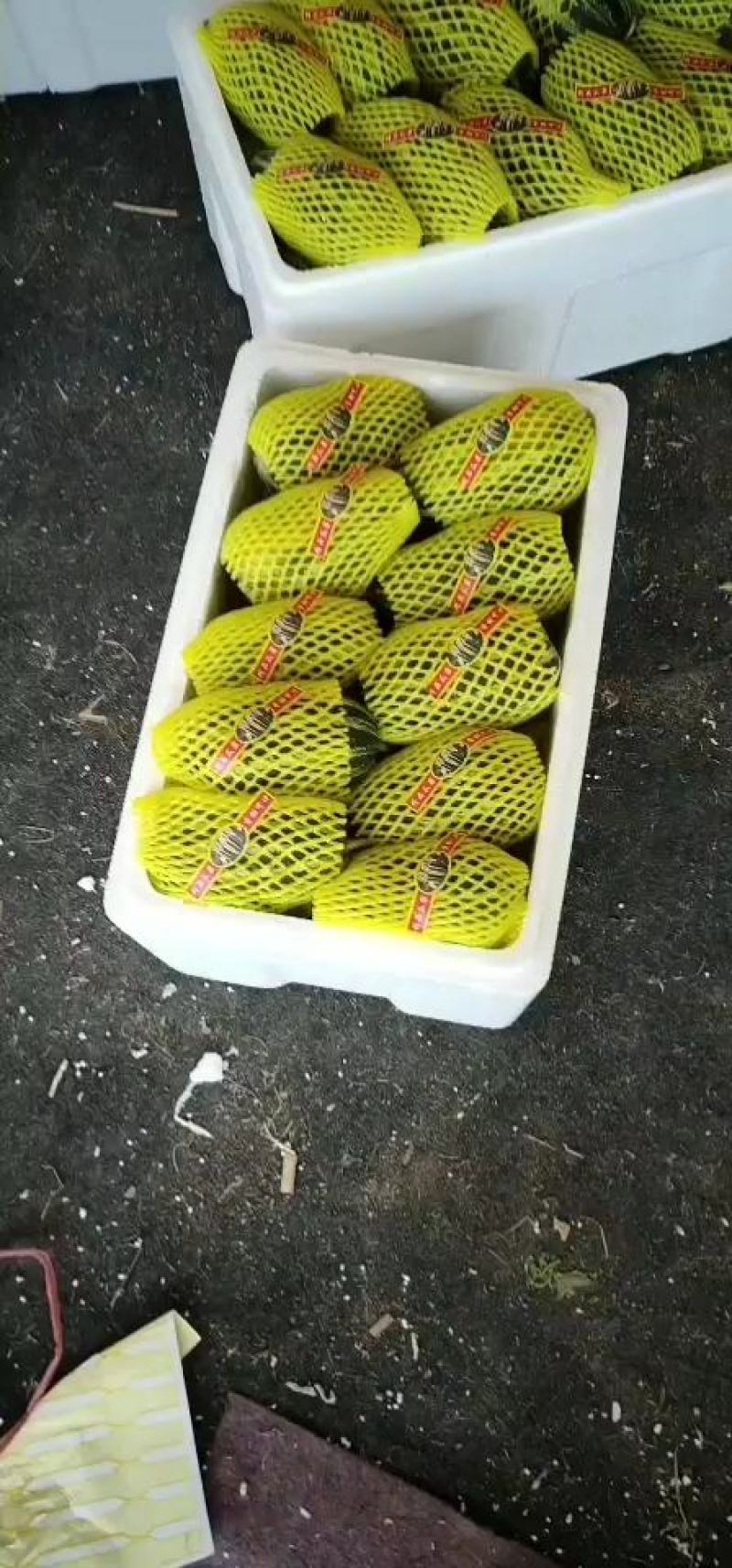 博洋九甜瓜，羊角蜜甜瓜甜瓜，大量现货，口感爽甜