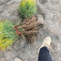 樟子松二年移植裸根！规格齐全保质保量欢迎致电联系！