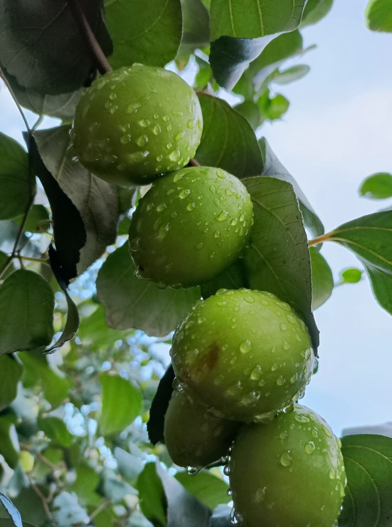 新鲜蜜丝枣新鲜上市，每天现摘现发，诚信代办