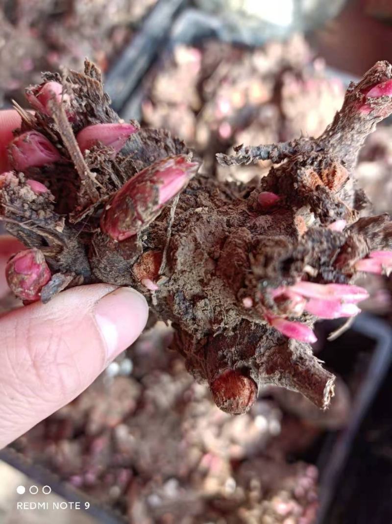 芍药花室内外四季花苗盆栽花卉庭院芍药根块种球适合春天种的