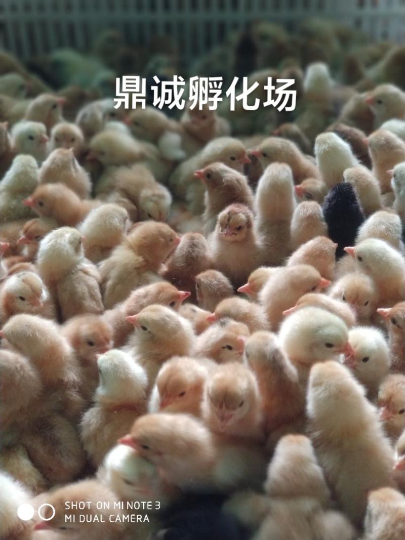 枣阳鼎诚孵化场：农科黄：黄羽高脚高产型绿壳蛋土鸡苗