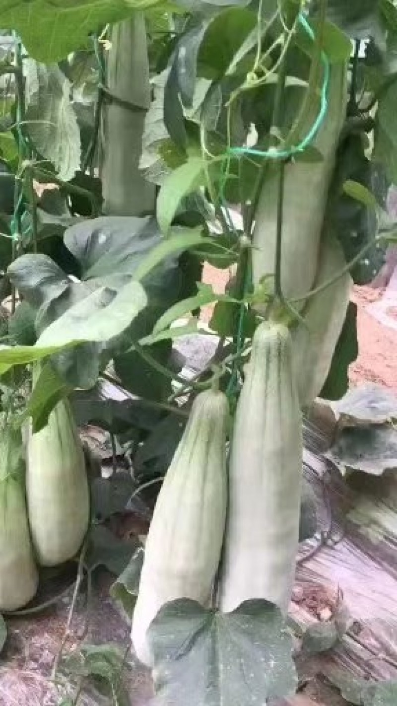电商羊角蜜甜瓜直供，提供场地包装！代发货！保证质量