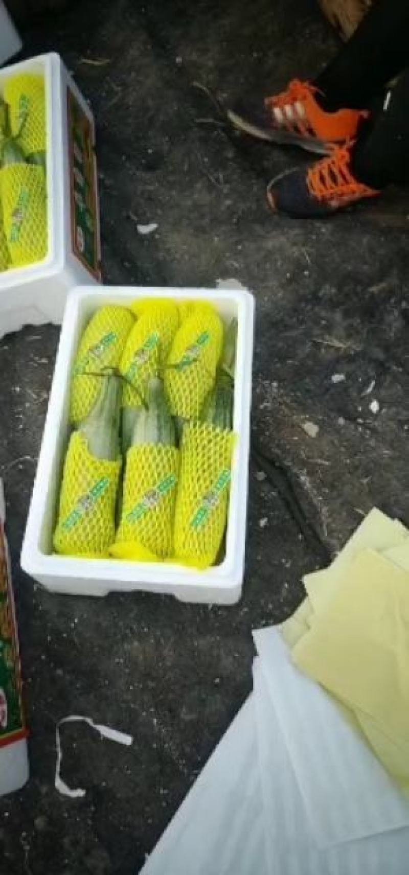 电商羊角蜜甜瓜直供，提供场地包装！代发货！保证质量