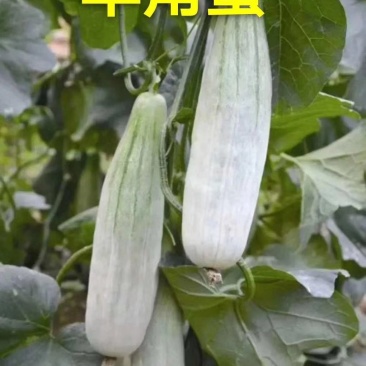 电商羊角蜜甜瓜直供，提供场地包装！代发货！保证质量