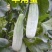电商羊角蜜甜瓜直供，提供场地包装！代发货！保证质量