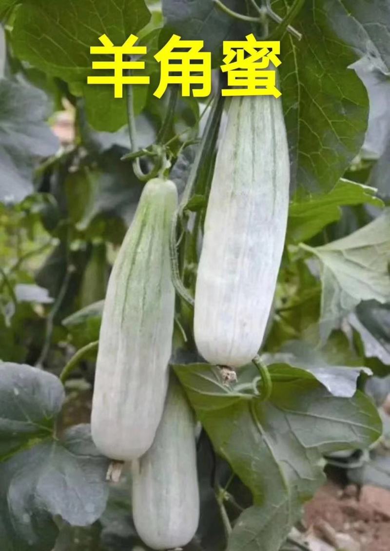 电商羊角蜜甜瓜直供，提供场地包装！代发货！保证质量
