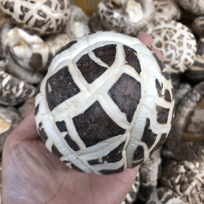 大花菇干货.白花菇冬菇蘑菇香菇原产地批发支持一件代发