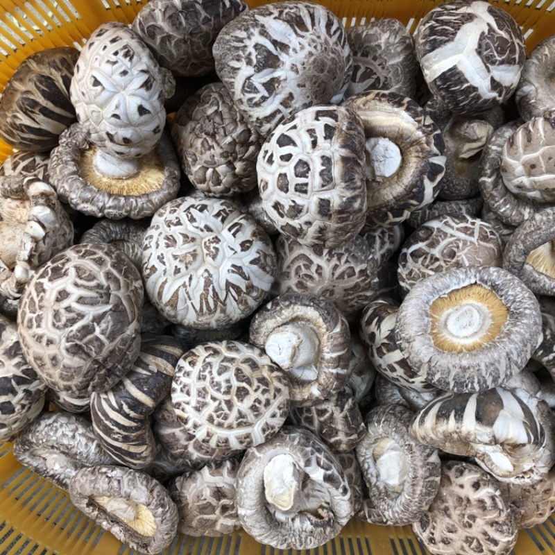 大花菇干货.白花菇冬菇蘑菇香菇原产地批发支持一件代发