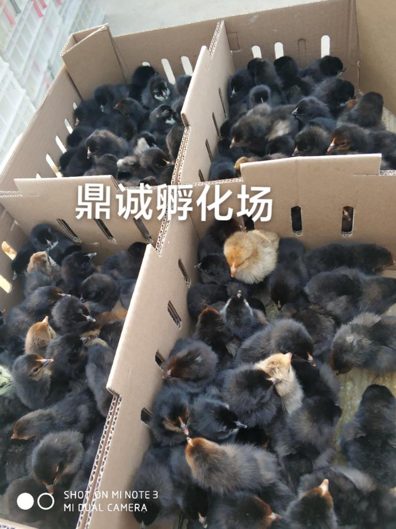 枣阳鼎诚孵化场：黑羽红冠白肉高产型绿壳蛋土鸡苗