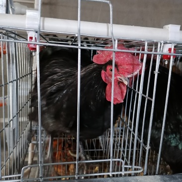 枣阳鼎诚孵化场：黑羽红冠白肉高产型绿壳蛋土鸡苗