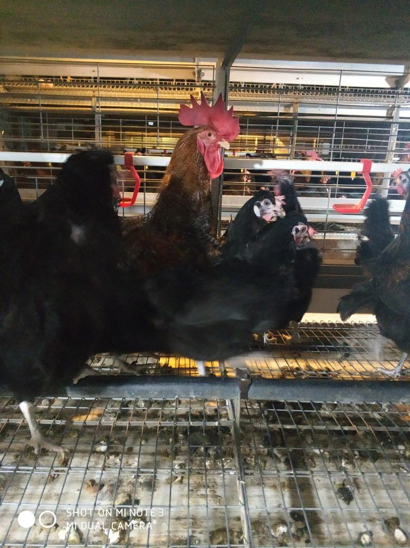 枣阳鼎诚孵化场：黑羽红冠白肉高产型绿壳蛋土鸡苗