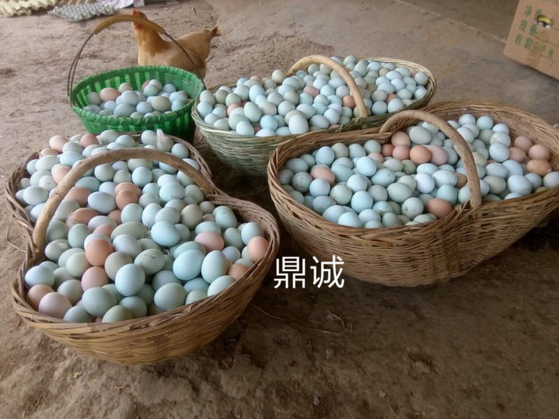 枣阳鼎诚孵化场：黑羽红冠白肉高产型绿壳蛋土鸡苗
