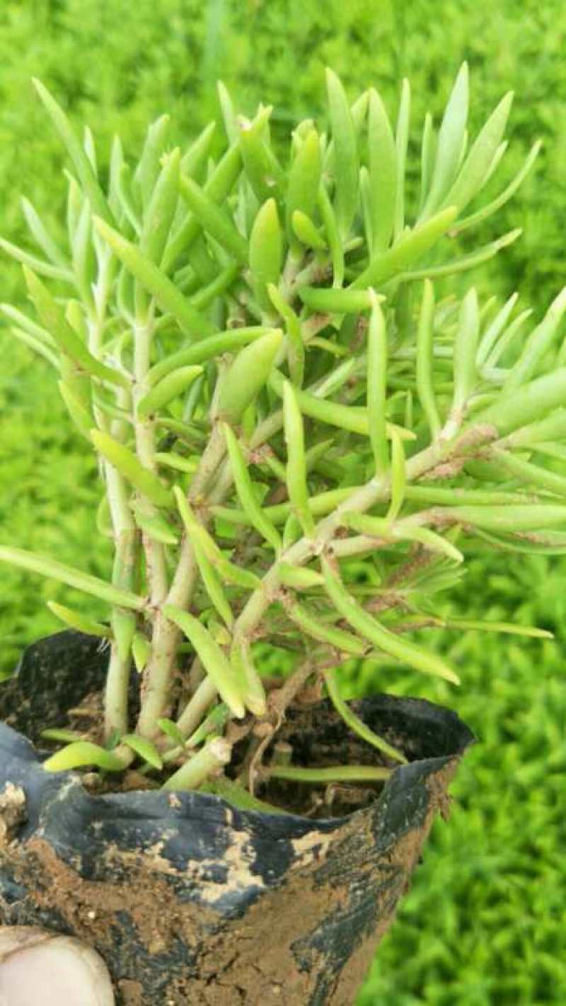 金叶佛甲草，山东佛甲草基地直销，规格齐全，质量好价格低