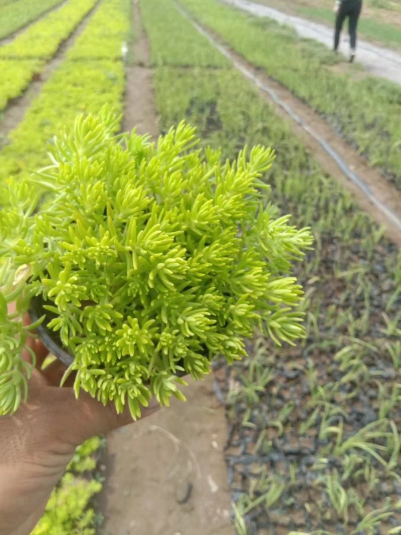 金叶佛甲草，山东佛甲草基地直销，规格齐全，质量好价格低