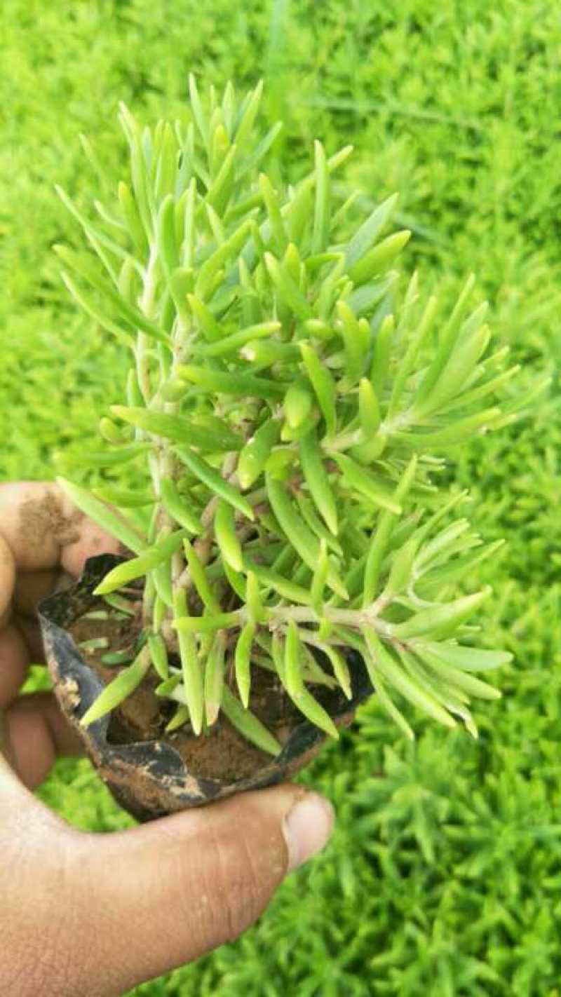 金叶佛甲草，山东佛甲草基地直销，规格齐全，质量好价格低