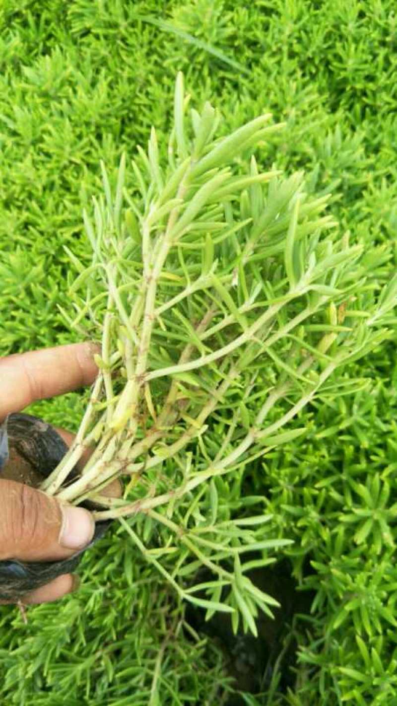 金叶佛甲草，山东佛甲草基地直销，规格齐全，质量好价格低