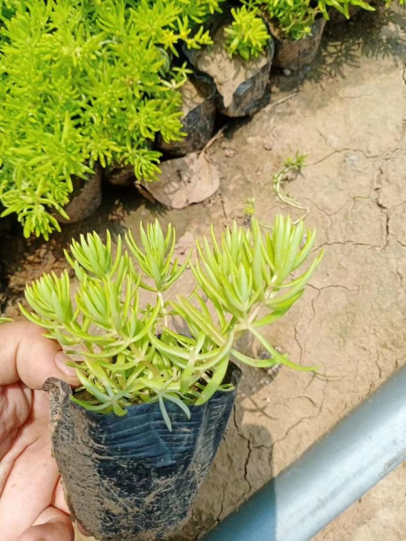 金叶佛甲草，山东佛甲草基地直销，规格齐全，质量好价格低