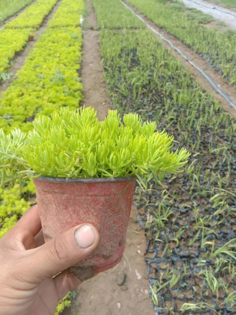 金叶佛甲草，山东佛甲草基地直销，规格齐全，质量好价格低