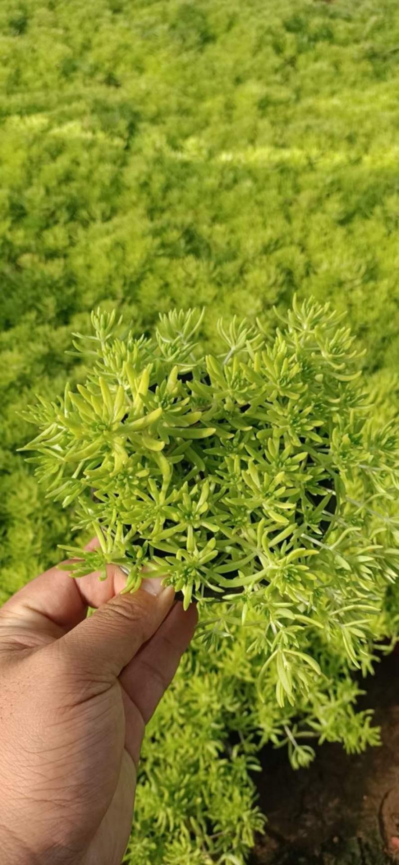 金叶佛甲草，山东佛甲草基地直销，规格齐全，质量好价格低
