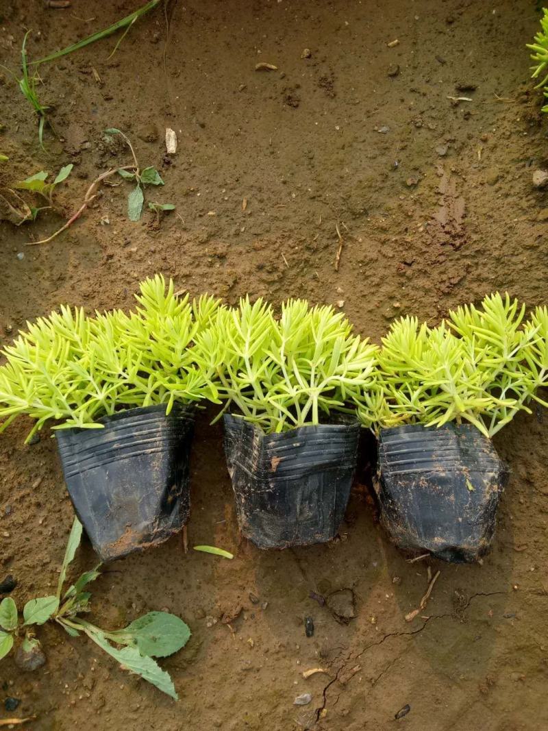 金叶佛甲草，山东佛甲草基地直销，规格齐全，质量好价格低