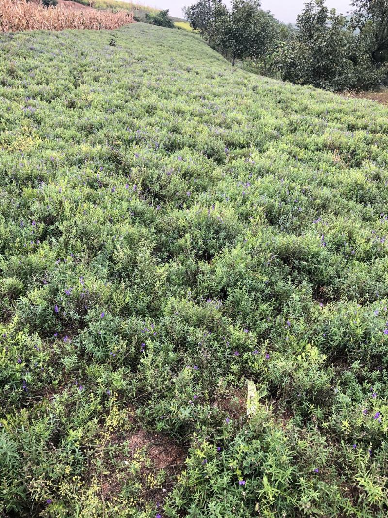 黄芩种子，黄芩子，黄芩籽