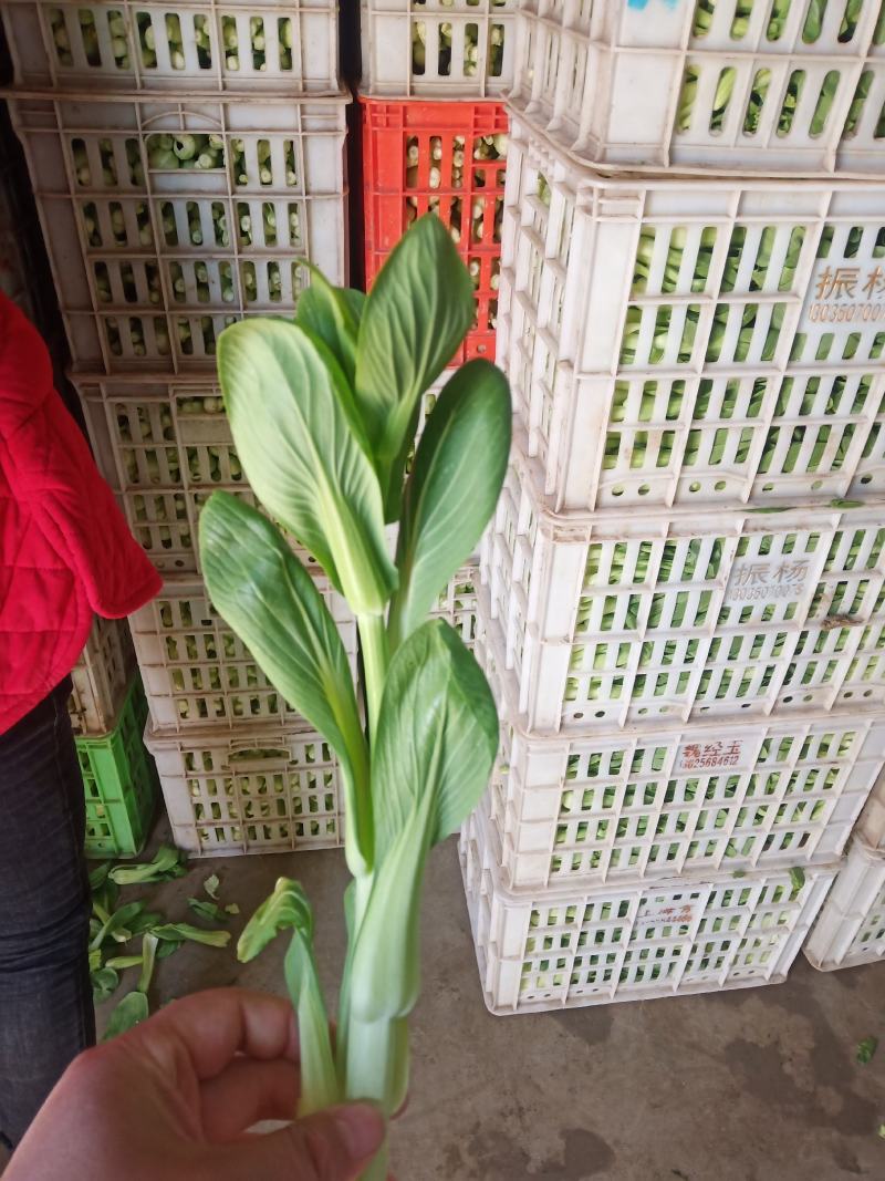 菜苔批发白菜苔油菜苔～青菜苔蔬菜质量好价格便宜货源充足，
