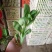 菜苔批发白菜苔油菜苔～青菜苔蔬菜质量好价格便宜货源充足，