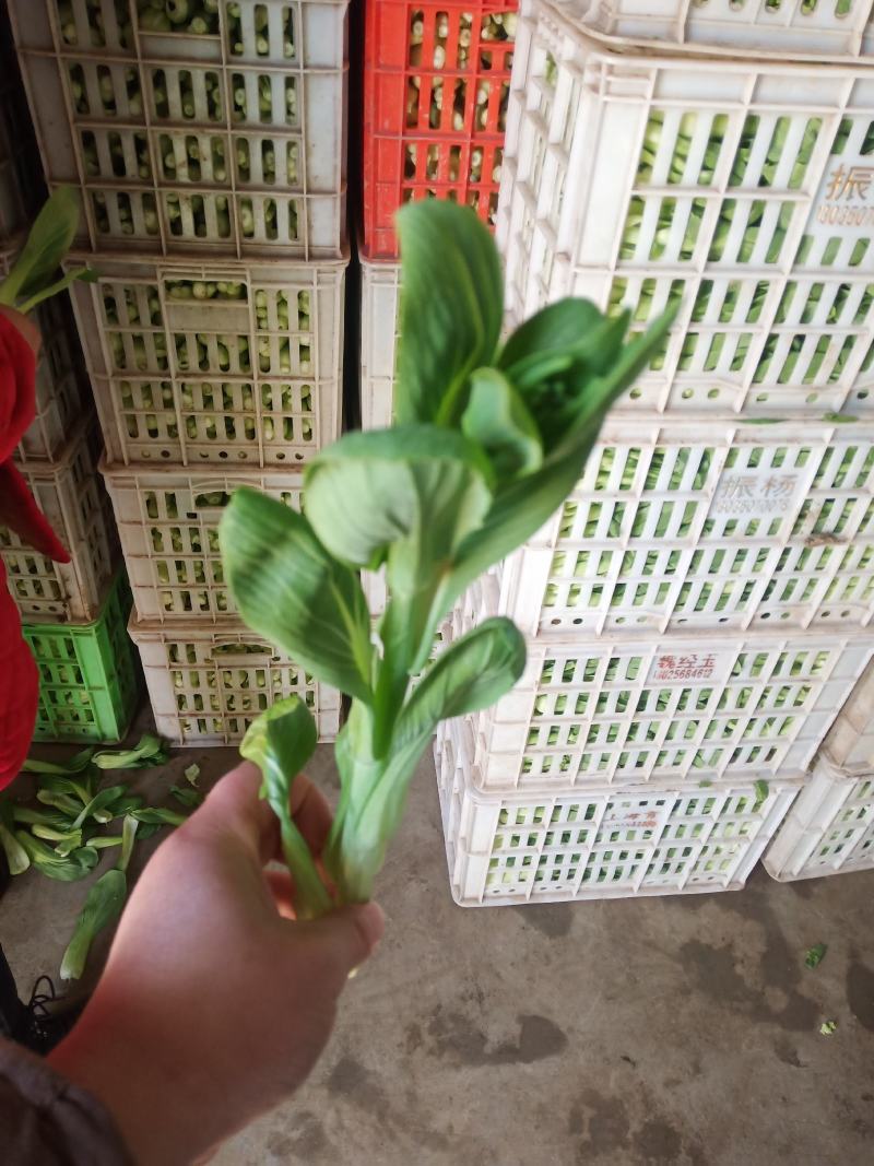 菜苔批发白菜苔油菜苔～青菜苔蔬菜质量好价格便宜货源充足，