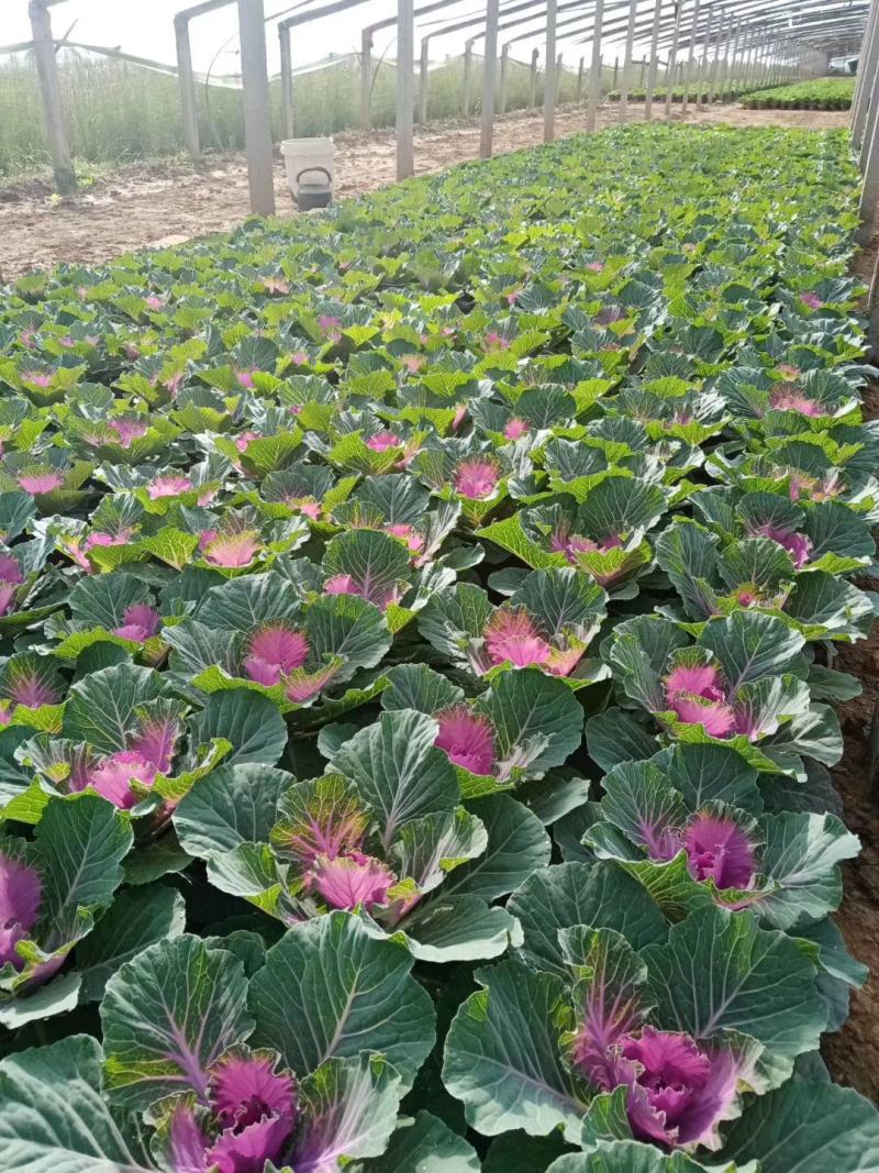 精选荷花颜色鲜艳各种绿化苗木草花地被水生植物观赏草供应