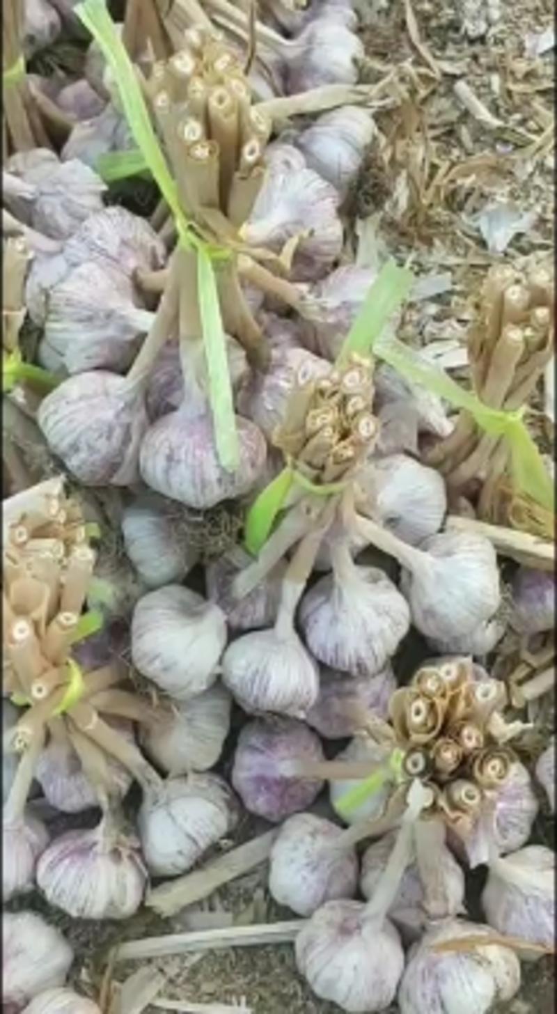 种蒜河北大名小溪精品蒜种，精选品种，优良品质