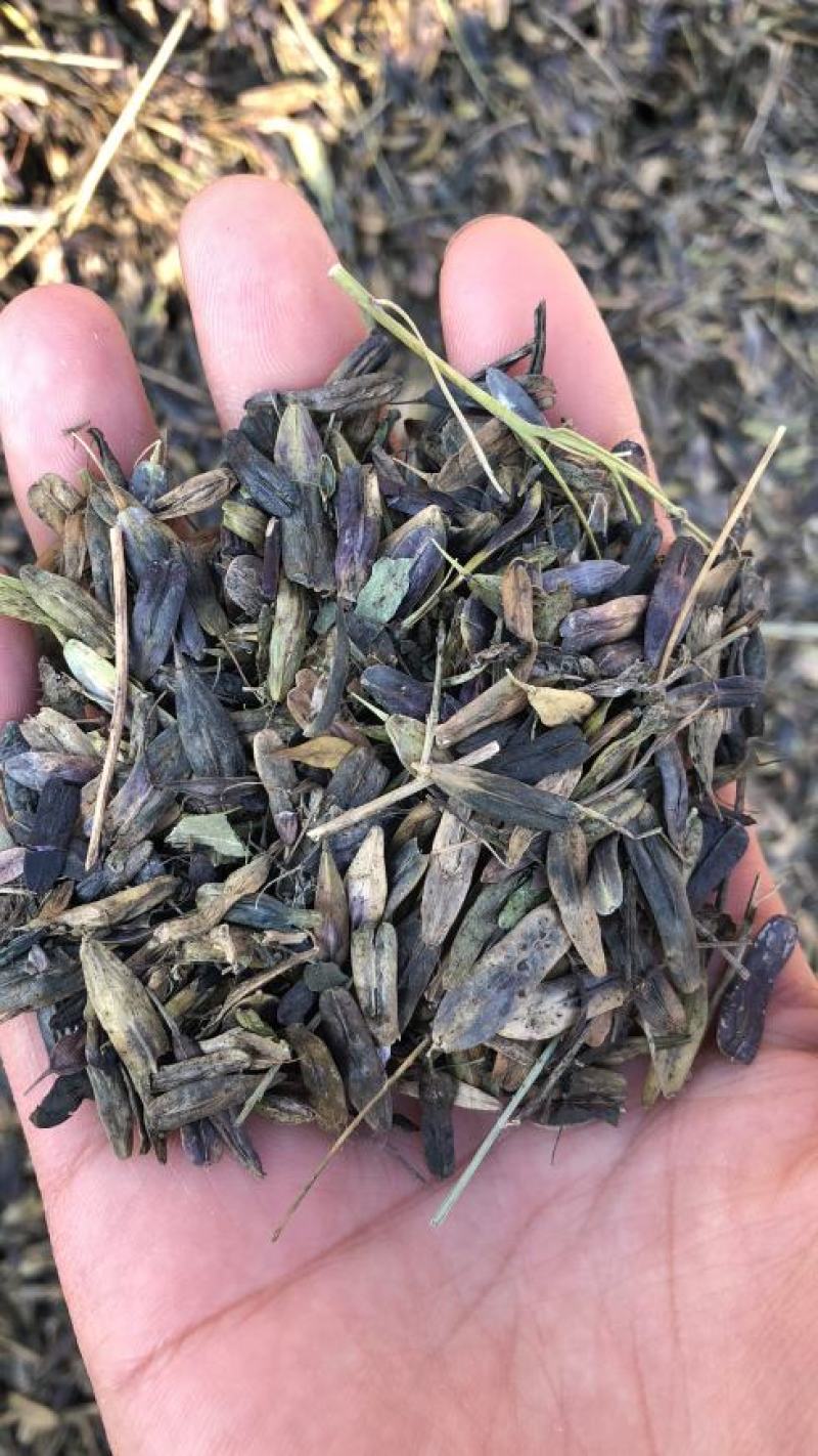 板蓝根种子，板蓝根籽，板蓝根子