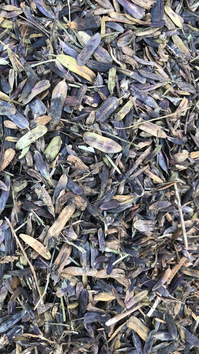 板蓝根种子，板蓝根籽，板蓝根子