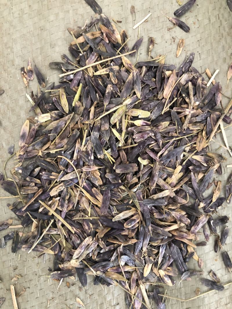 板蓝根种子，板蓝根籽，板蓝根子
