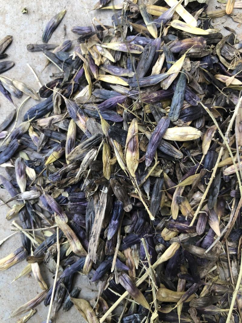 板蓝根种子，板蓝根籽，板蓝根子