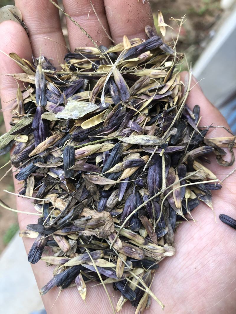 板蓝根种子，板蓝根籽，板蓝根子