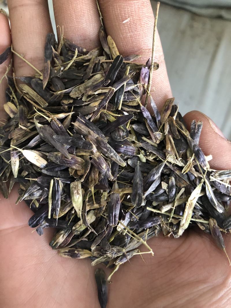 板蓝根种子，板蓝根籽，板蓝根子