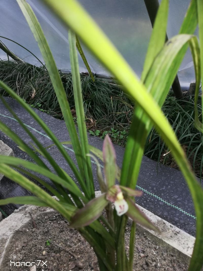 草型高大，霸气十足